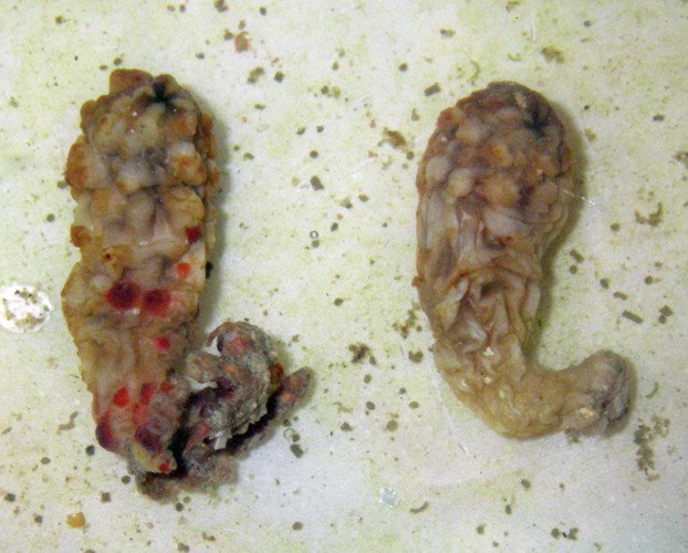 Styela plicata (esemplari raccolti)